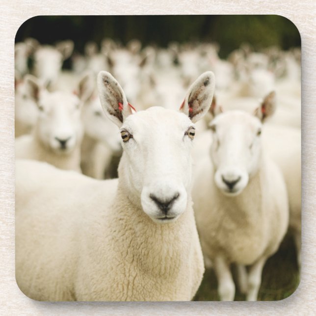 Farms | Herd of Sheep Coaster (Front)