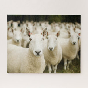 Farms Herd of Sheep Jigsaw Puzzle