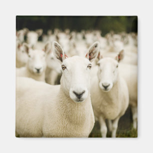 Farms   Herd of Sheep Magnet