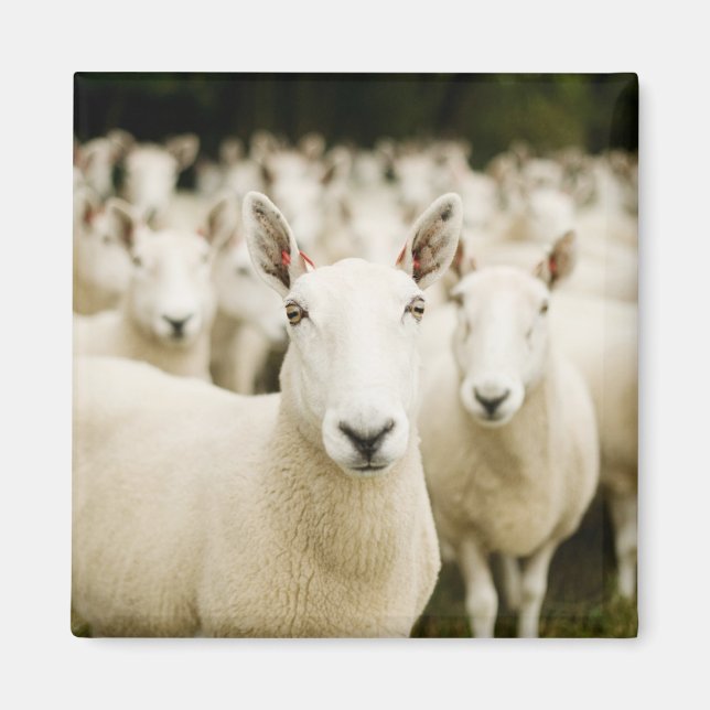 Farms | Herd of Sheep Magnet (Front)