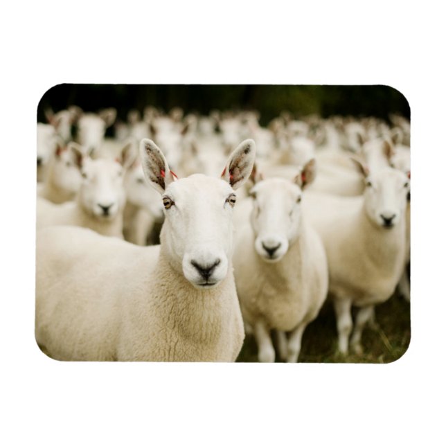 Farms | Herd of Sheep Magnet (Horizontal)