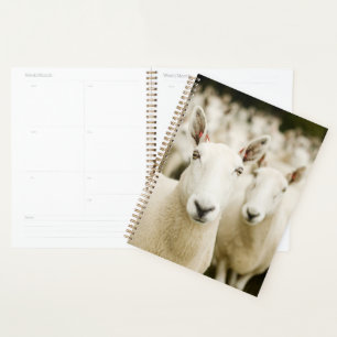 Farms Herd of Sheep Planner