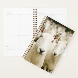 Farms Herd of Sheep Planner