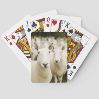 Farms | Herd of Sheep