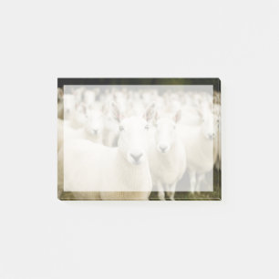 Farms Herd of Sheep Post-it Notes