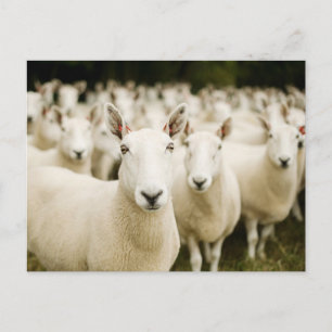 Farms   Herd of Sheep Postcard