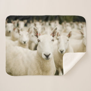 Farms   Herd of Sheep Sherpa Blanket