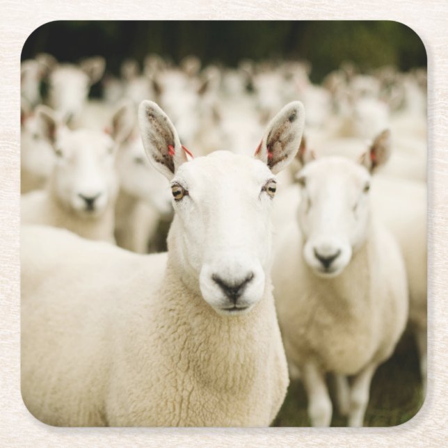 Farms | Herd of Sheep Square Paper Coaster (Front)