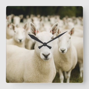 Farms Herd of Sheep Square Wall Clock