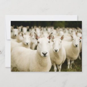 Farms   Herd of Sheep Thank You Card