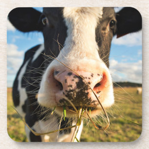 Farms Holstein Cow Chewing Coaster