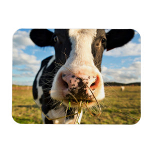 Farms Holstein Cow Chewing Magnet