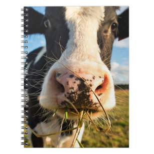 Farms   Holstein Cow Chewing Notebook
