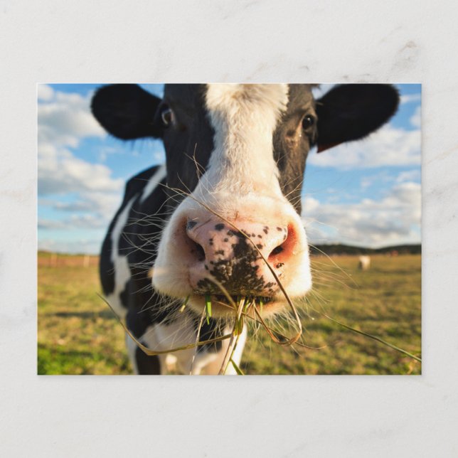 Farms | Holstein Cow Chewing Postcard (Front)