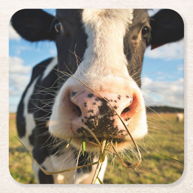 Farms | Holstein Cow Chewing Square Paper Coaster (Front)