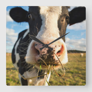 Farms Holstein Cow Chewing Square Wall Clock