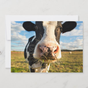 Farms   Holstein Cow Chewing Thank You Card