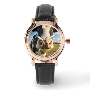 Farms   Holstein Cow Chewing Watch