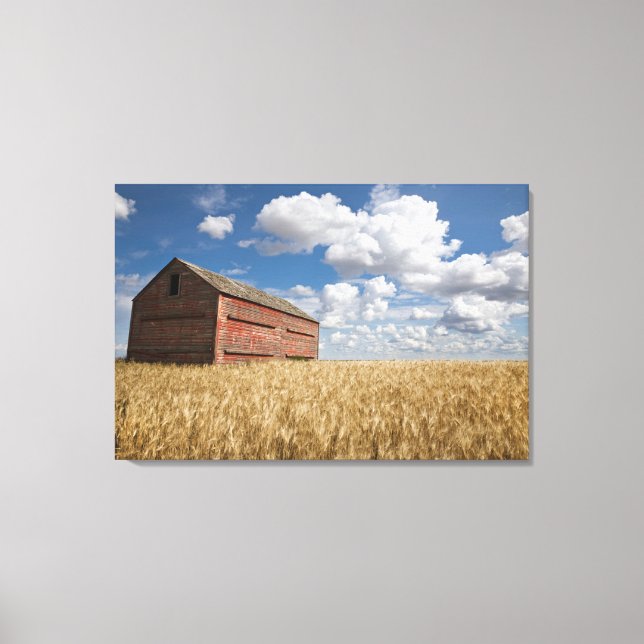Farms | Old Red Barn in Wheat Field Canvas Print (Front)