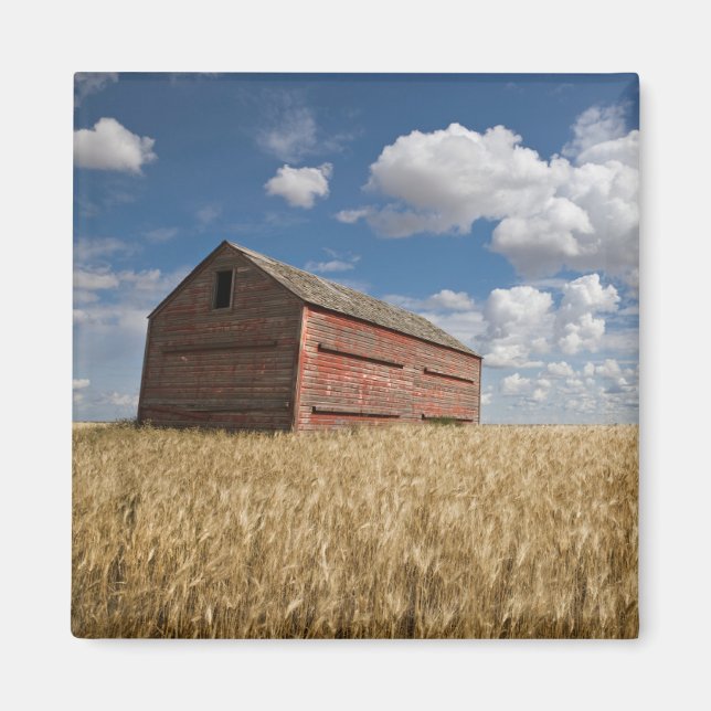 Farms | Old Red Barn in Wheat Field Magnet (Front)