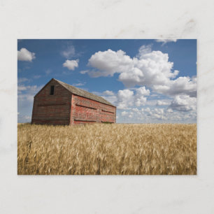 Farms   Old Red Barn in Wheat Field Postcard