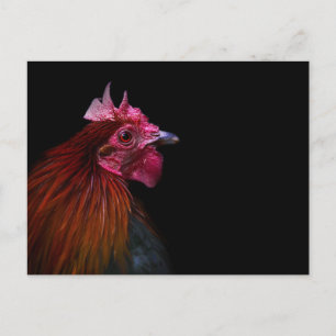 Farms Rooster Head Shot Postcard