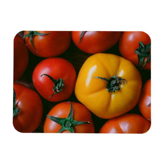 Farms | Shiny Red & Yellow Tomatoes Magnet (Horizontal)