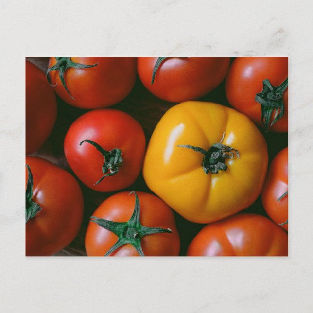 Farms | Shiny Red & Yellow Tomatoes Postcard (Front)