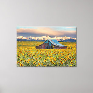 Farms   Sunflower Field Canvas Print