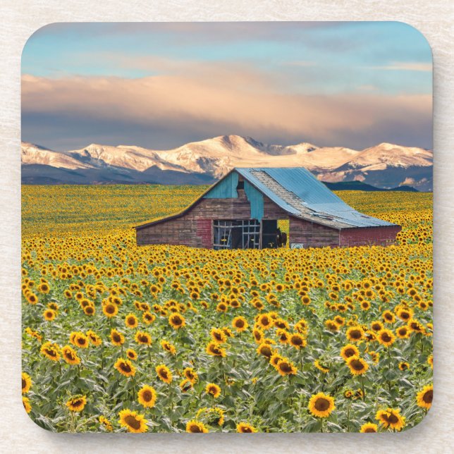 Farms | Sunflower Field Coaster (Front)
