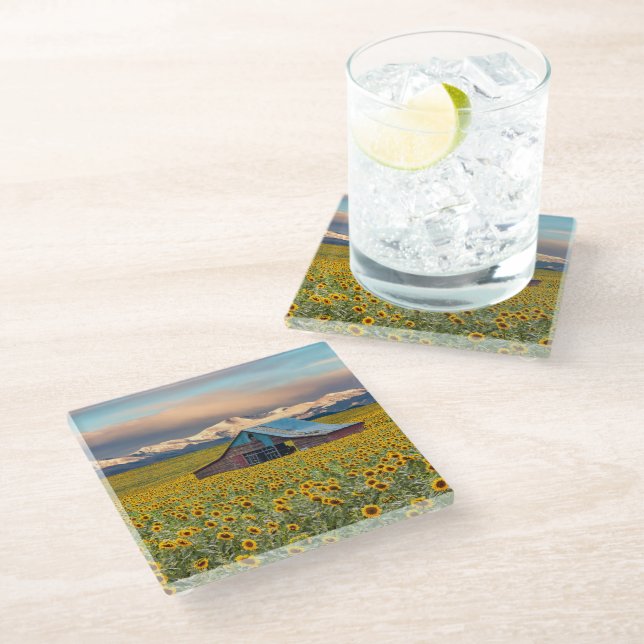 Farms | Sunflower Field Glass Coaster (Angled)