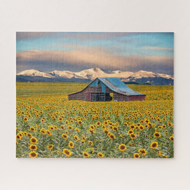 Farms | Sunflower Field Jigsaw Puzzle (Horizontal)