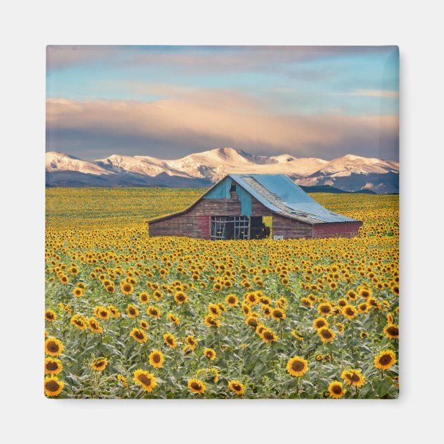 Farms | Sunflower Field Magnet (Front)