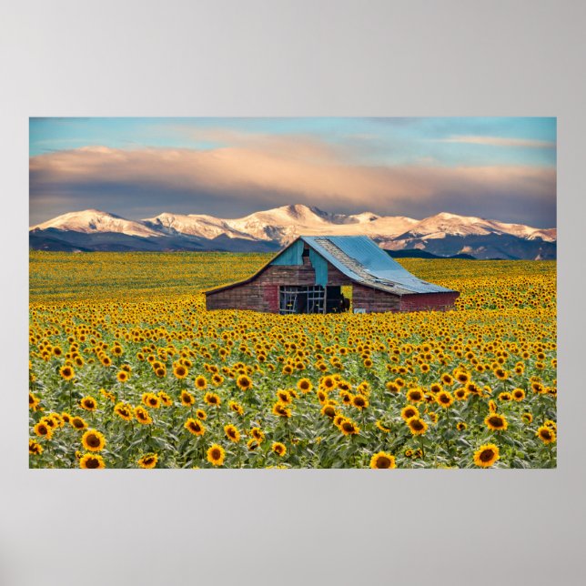 Farms | Sunflower Field Poster (Front)