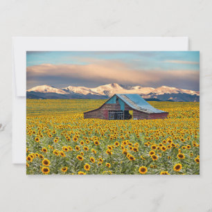 Farms Sunflower Field Thank You Card