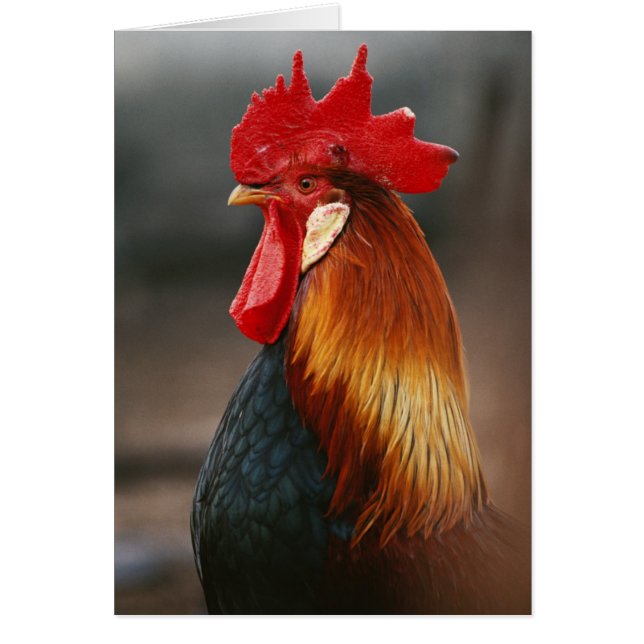 Farmyard Domestic Rooster (Front)