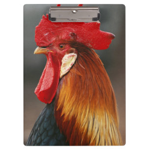 Farmyard Domestic Rooster Clipboard