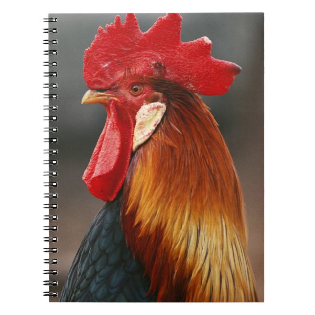 Farmyard Domestic Rooster Notebook (Front)