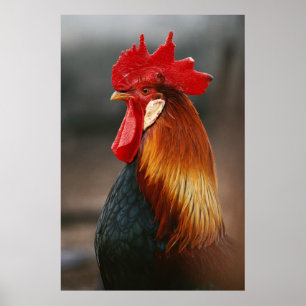 Farmyard Domestic Rooster Poster
