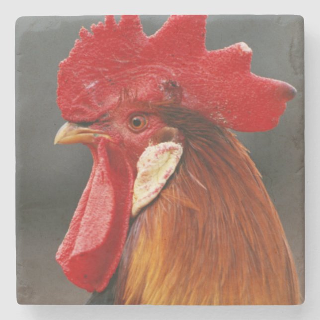 Farmyard Domestic Rooster Stone Coaster (Front)