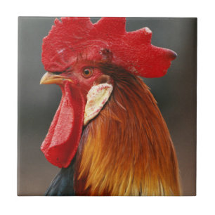 Farmyard Domestic Rooster Tile
