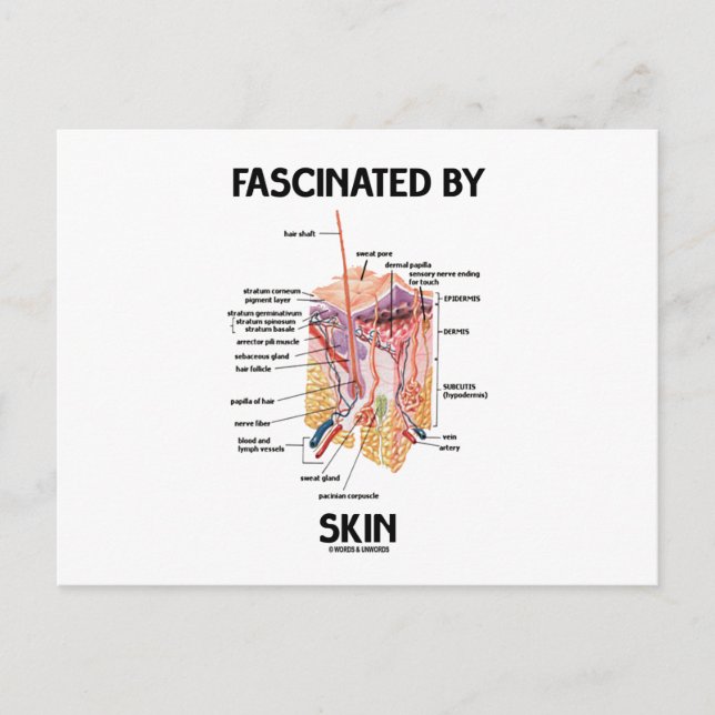 Fascinated By Skin (Skin Layers) Postcard (Front)