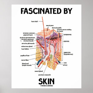 Fascinated By Skin (Skin Layers) Poster