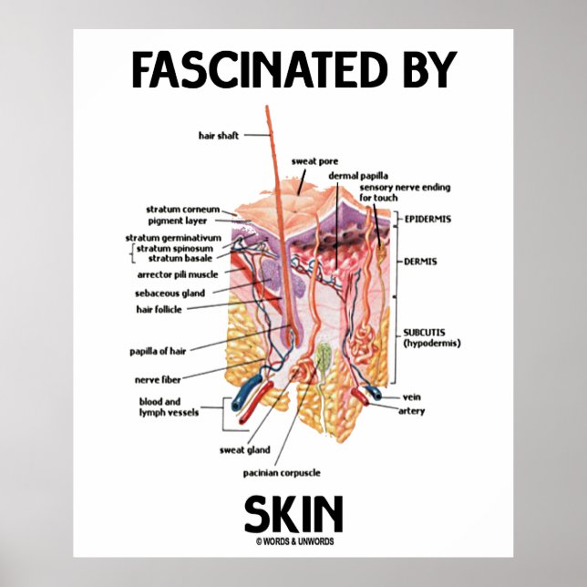 Fascinated By Skin (Skin Layers) Poster (Front)