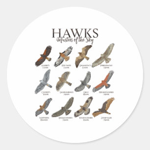 Fascinating Birds Of Prey - Types Of Hawks  Classic Round Sticker