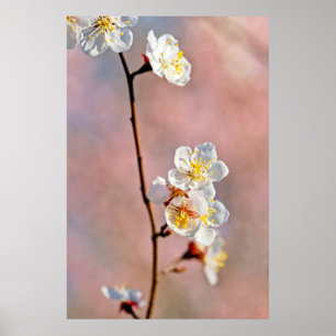 Fascinating Japanese Apricot Flowers Poster