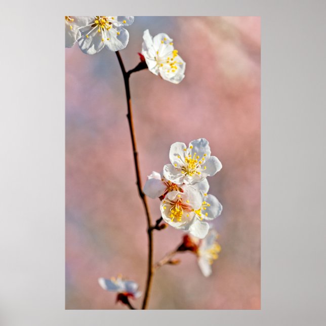 Fascinating Japanese Apricot Flowers Poster (Front)