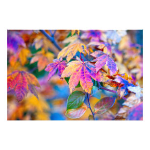 Fascinating Japanese Maple leaves Photo Print
