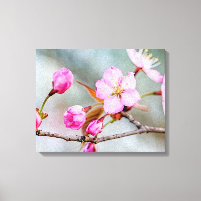 Fascination Of Sakura Flowers In Spring Garden Canvas Print (Front)