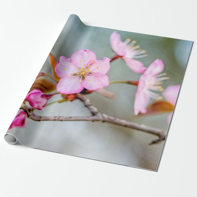 Fascination Of Sakura Flowers Wrapping Paper (Unrolled)